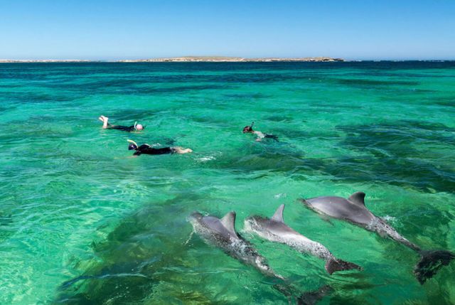 photos/dauphins-ile-maurice-activites-a-maurice.jpg