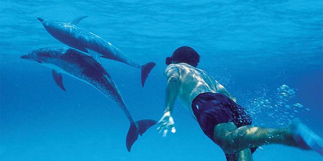 photos/dauphins-ile-maurice.jpg