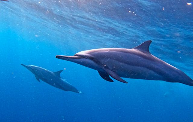 photos/nager-avec-les-dauphins-maurice.jpg