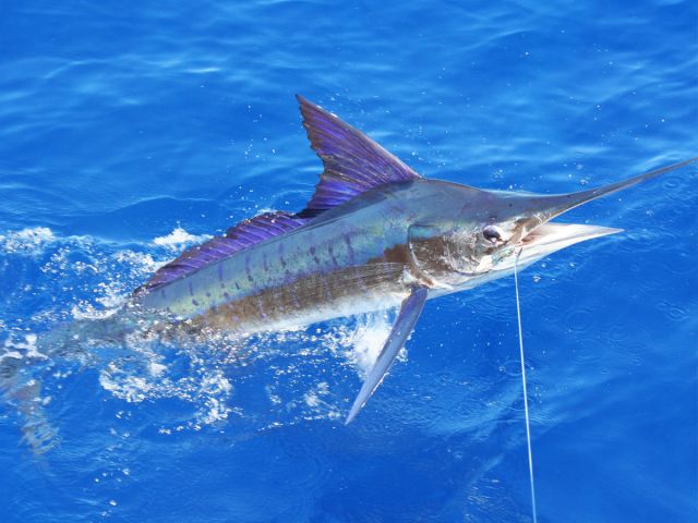 photos/peche-au-gros-ile-maurice-vacances.jpg