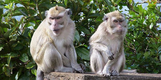 photos/singes-ile-maurice.jpg